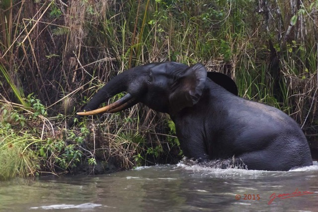 089 LOANGO 2 Akaka Riviere Rembo Ngove Nord Sortie Elephant 15E5K3IMG_107029wtmk.jpg
